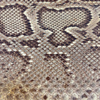 Vintage 1940s Genuine Python Snakeskin Clutch Purse Talon Hand Bag Exotic